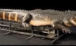 "Attack Alligator" Professional Halloween Animatronic