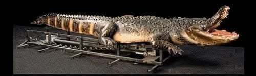 "Attack Alligator" Professional Halloween Animatronic 1 "Attack Alligator" Professional Halloween Animatronic