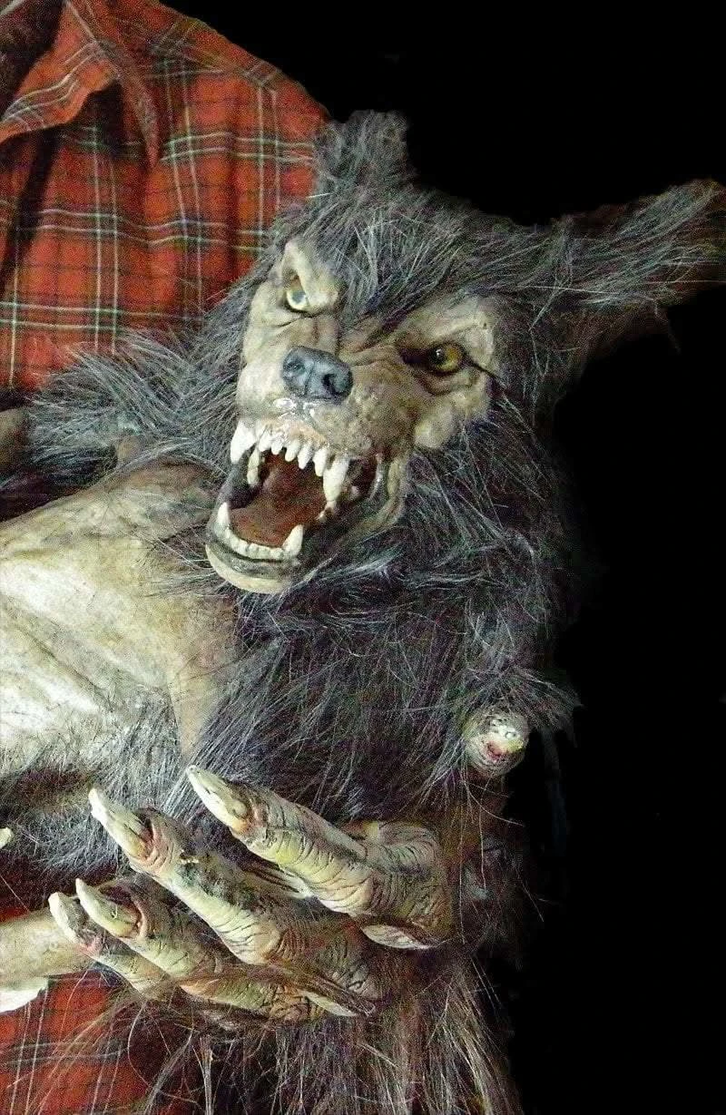 "Baby Werewolf Puppet" HD Studios Halloween Prop 4 "Baby Werewolf Puppet" HD Studios Halloween Prop - Image 4