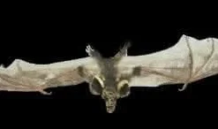 "Brown Bat With Skull Head" Animal Prop