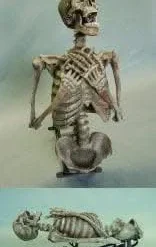 "Corpse Erector" Skeleton Halloween Animatronic