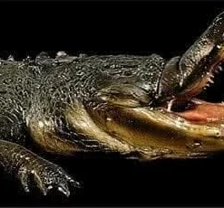 "Gator Chomp Head" Halloween Animatronic