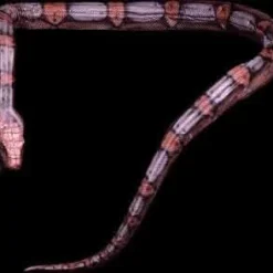 "Giant Snake" Professional Halloween Prop - 16'