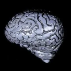 "Human Brain" Haunted House Prop