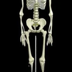 "Human Skeleton" Deluxe Movie Quality Halloween Prop