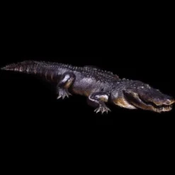 "Hungry Gator" Professional Halloween Animatronic