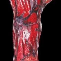 "Peeled Flesh - Left Arm" Human Body Part Halloween Prop