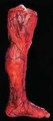 "Peeled Flesh - Left Leg" Human Body Part Halloween Prop
