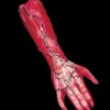 "Peeled Flesh - Right Arm" Human Body Part Halloween Prop