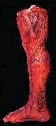 "Peeled Flesh - Right Leg" Human Body Part Halloween Prop