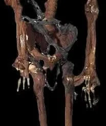"Rotted Corpse" Skeleton Halloween Prop